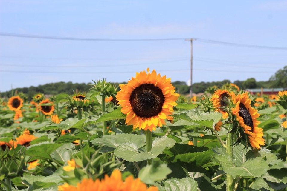 Thousands of sunflowers are now in bloom.